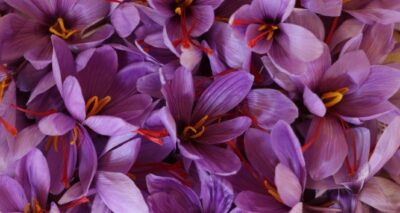 Kilosu 40 bin liradan satılan safranın hasadı başladı