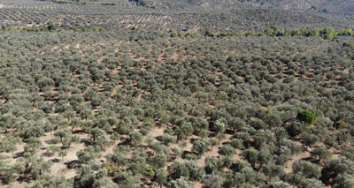 Kuraklık zeytini gelecek yıl da etkileyecek