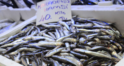 Ordu’da yerli hamsi 40 lira