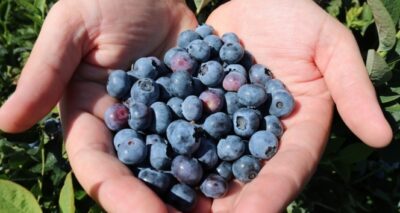 Ordu’nun yeni gözdesi: Mavi yemiş