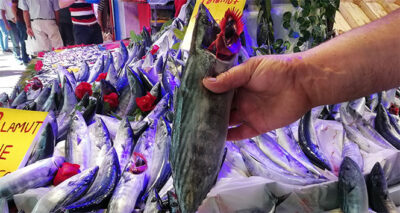 Palamut büyüyor, fiyatı küçülüyor