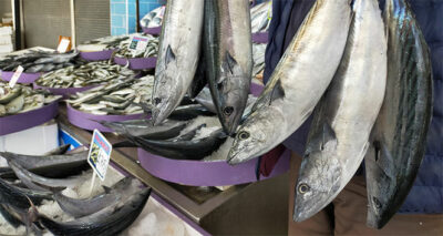 Palamut fiyatları tavan yaptı