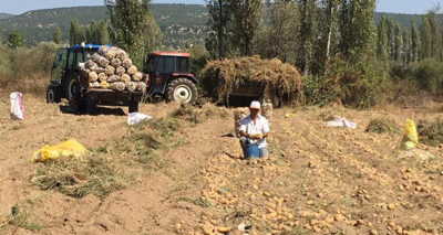 Patateste rekor verim bekleniyor
