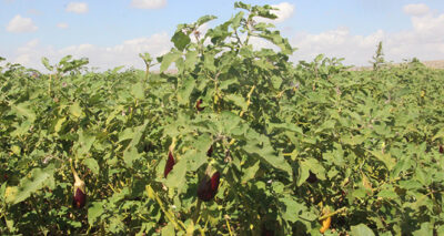 Patlıcan tarlada 50 kuruşa düştü