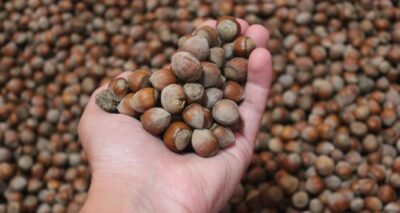 Türkiye son 11 yılda fındıktan 21 milyar dolar gelir elde etti