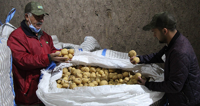 Yerli patates tohumu ile ithalatın önüne geçilecek