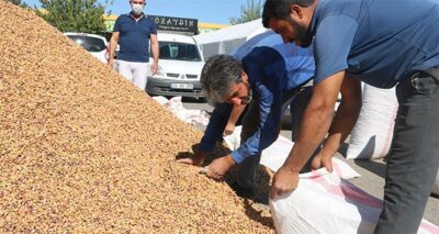 Yeşil altında yüksek rekolte üreticiyi çaresiz bıraktı