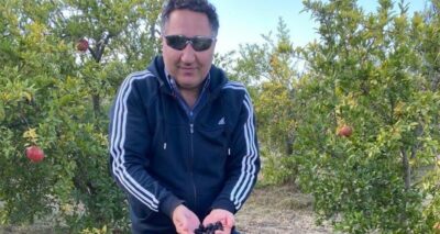 Zeytin üretiminde başarının sırları