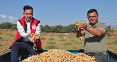 Antalya'da 'fıstık' gibi işe rağbet artıyor