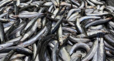 Düzce’de hamsi fiyatları 20 liraya kadar geriledi