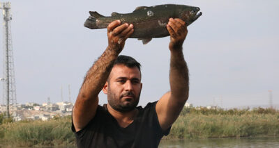 Fırat somonu Norveç’e rakip