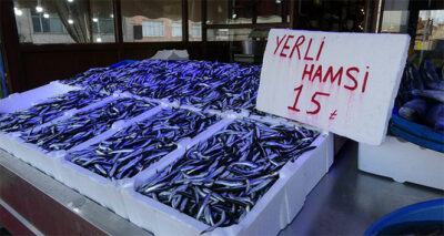 Hamsi gel gitleri yaşıyor