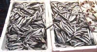 Hamsinin kilosu 25 liraya düştü