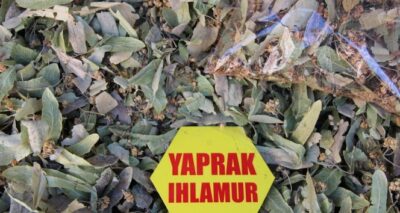 Ihlamur fiyatları altınla yarışıyor, vatandaş gramla alıyor