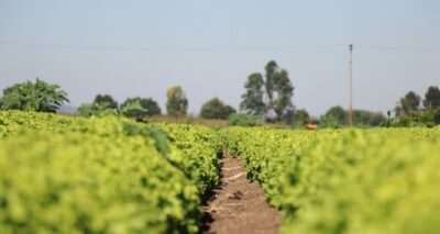 Marul tarlada 1, markette 3 lira