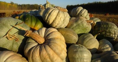 Muş’ta hasadı yapılan kışlık balkabağı çiftçinin geçim kaynağı oldu