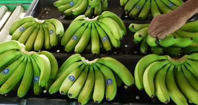 “Mutlu Muzlar” Türkiye Pazarında: Ocak’tan itibaren raflarda yerini alacak