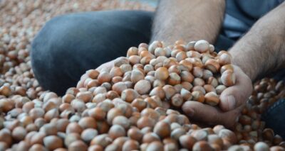 Ordu’da serbest piyasada fındık 23,5 lira