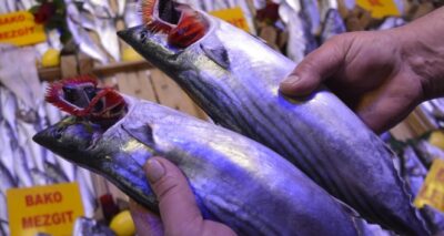 Palamut azaldı, fiyatı arttı