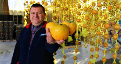 ‘Sarı altın’ cennet hurmasının kilosu dalında 3 lira