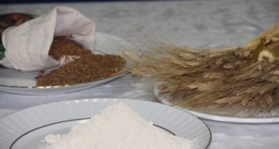 Siyez buğdayı üretimine 1 milyon TL devlet desteği