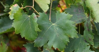 Tekirdağ’ın "Yapıncak salamura asma yaprağı" tescillendi