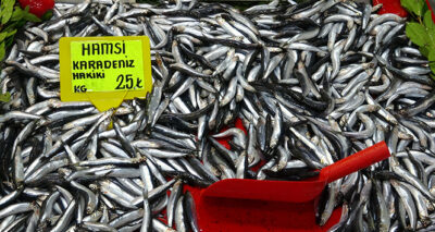 Tezgahlarda hamsi bolluğu