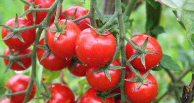Domates ihracatçıları Rusya’ya ihracatta kotanın kaldırılmasını istiyor
