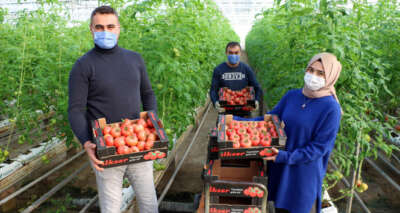 Jeotermal serada yılda bin ton domates üretiliyor