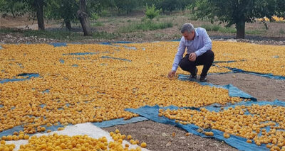 Kayısı da ihracat düştü, gelir yükseldi