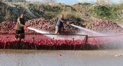 'Kırmızı altında' hasat başladı