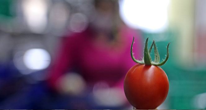 Rusya domates ve biber ihracatını durdurdu, ihracatçı tepkili