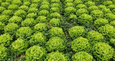 Serada 2 liraya satılan marul markette yüzde 400 zamlı satılıyor