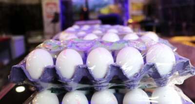 Yumurta 'altın' oldu