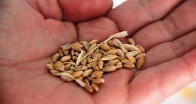 Altından bile değerli 7 bin yıllık tohumlar, Bodrum’da başak verecek