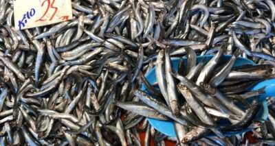 Hamsiye rağbet düştü, Barbun ve Mezgit satışı yükseldi