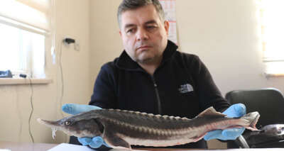 Havyarı 85 bin TL olan Mersin balğı Fırat’ta yetiştirilecek