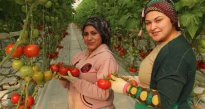 İhracatlık domates üreticinin yüzünü güldürdü