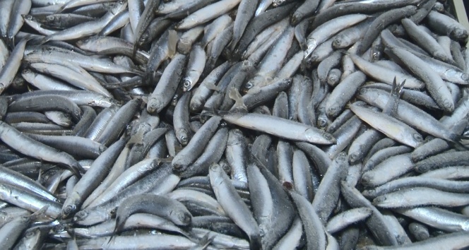 İstanbul’da balık tezgahlarında denetim yapıldı: 1 ton balığa el konuldu