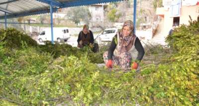 Köylünün yeni geçim kaynağı yaban mersini yağı