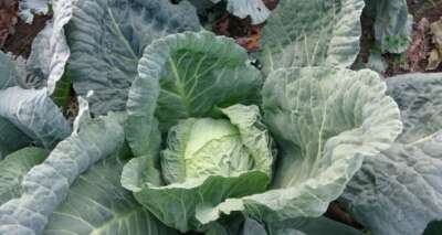 Lahana üreticisini güldürdü