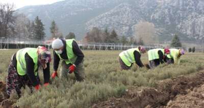 Lavantaya olan talep fidan üretimini arttırdı
