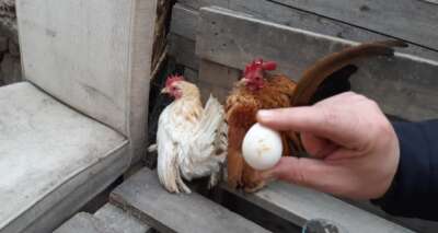 Malezya cinsi 300 gramlık tavukların çifti bin TL’ye satılıyor