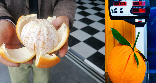 Manavgat’ta tanesi 1 kilogramı geçen portakallar görenleri şaşkına çeviriyor
