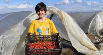 Mersin’de çilek hasadı buruk başladı