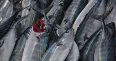 Sinop’ta hamsinin yerini mezgit ve palamut aldı