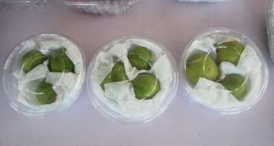 Antalya'da altınla yarışan erikler