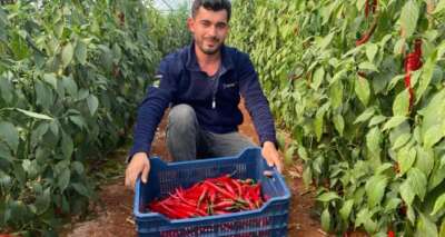 Aşırı talep sebebiyle yetersiz kalan isotun açığını şili biberi kapatıyor