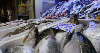 Balığın kulağına kar suyu kaçtı