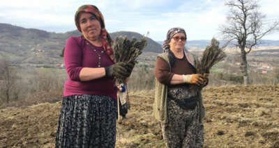 Bartın'da lavanta bahçeleri kuruluyor